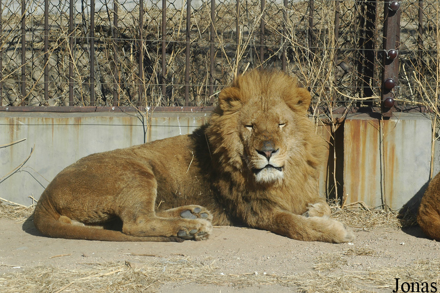 Panthera leo