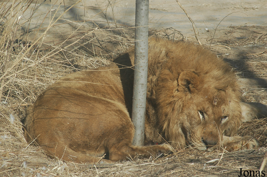 Panthera leo
