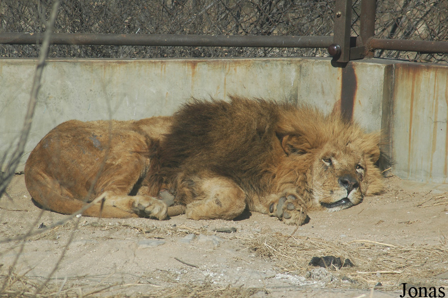 Panthera leo