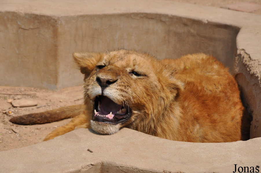 Panthera leo