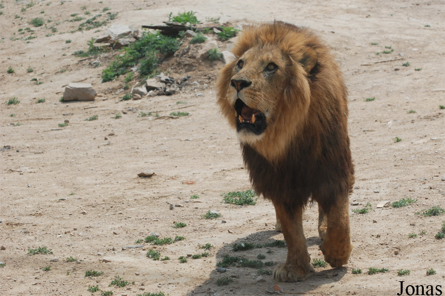 Panthera leo