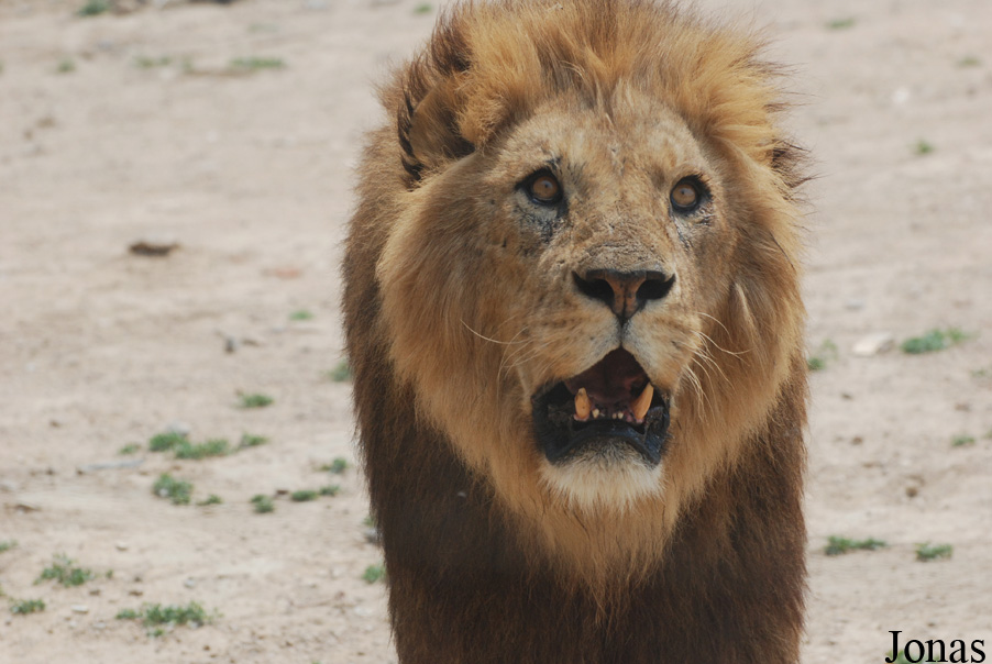 Panthera leo