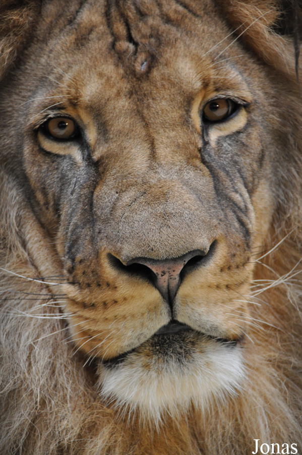 Panthera leo