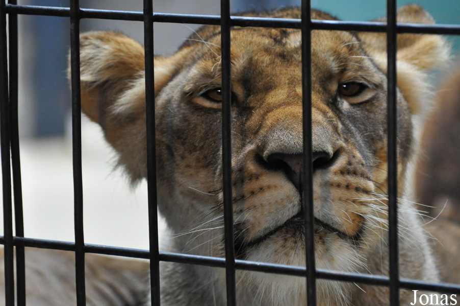 Panthera leo
