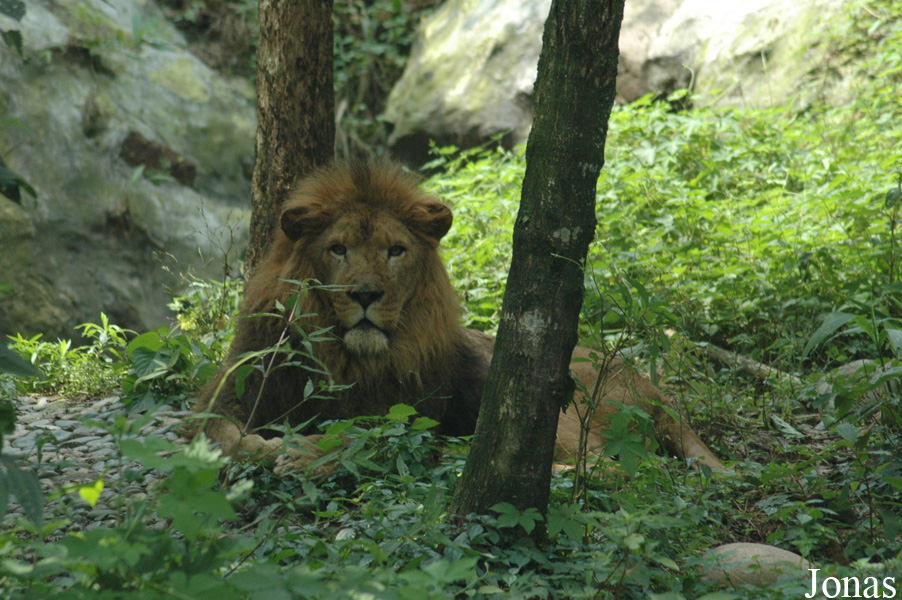 Panthera leo