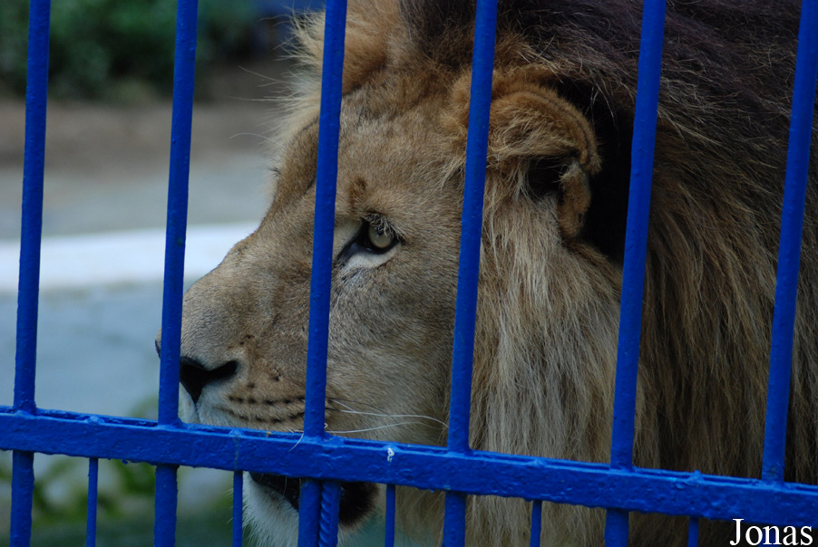 Panthera leo