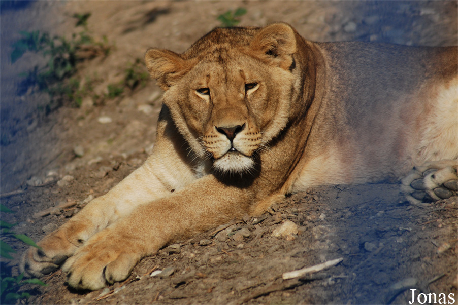 Panthera leo