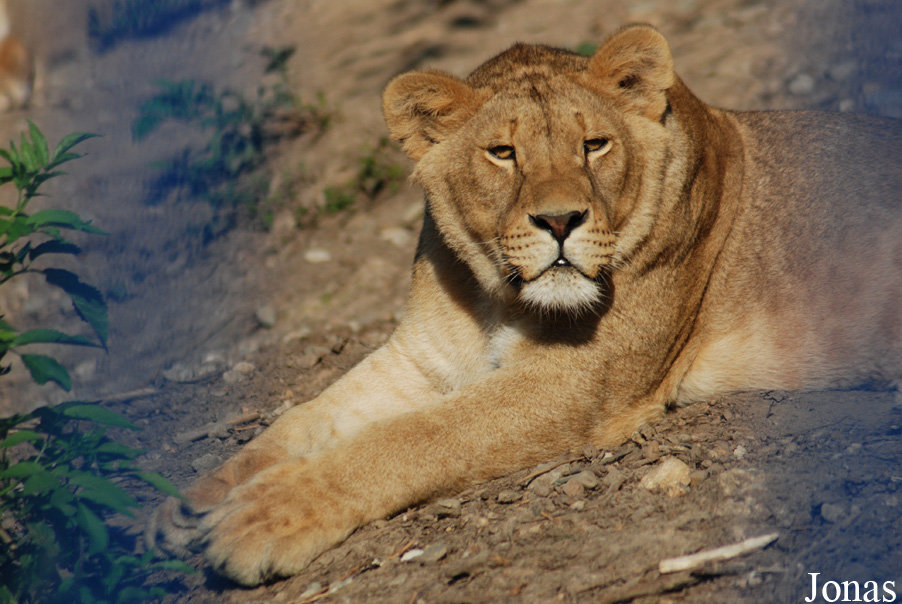 Panthera leo