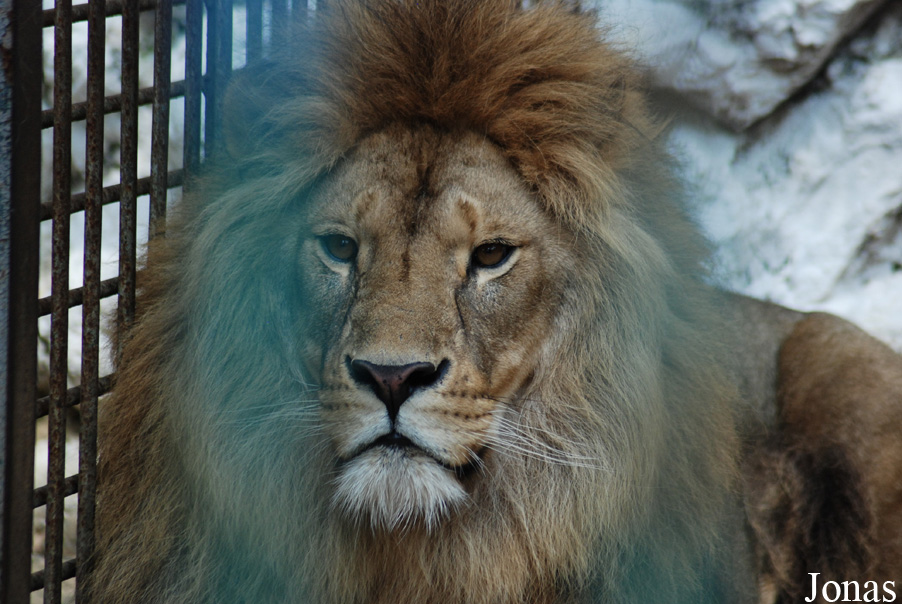 Panthera leo
