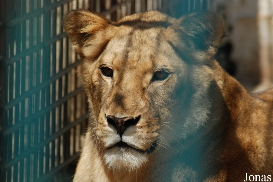 Panthera leo