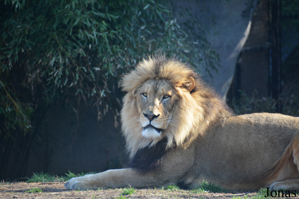 Panthera leo