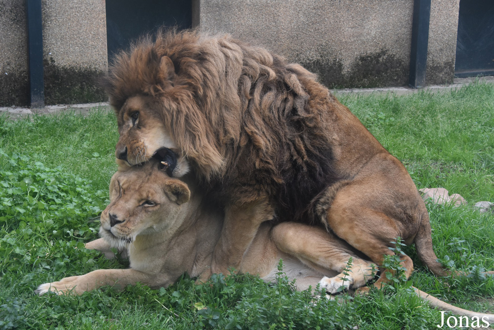 Panthera leo