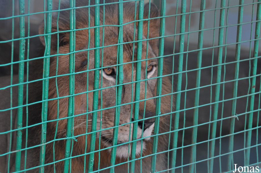 Panthera leo