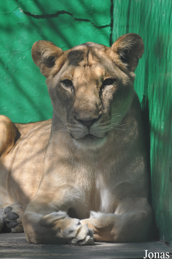 Panthera leo