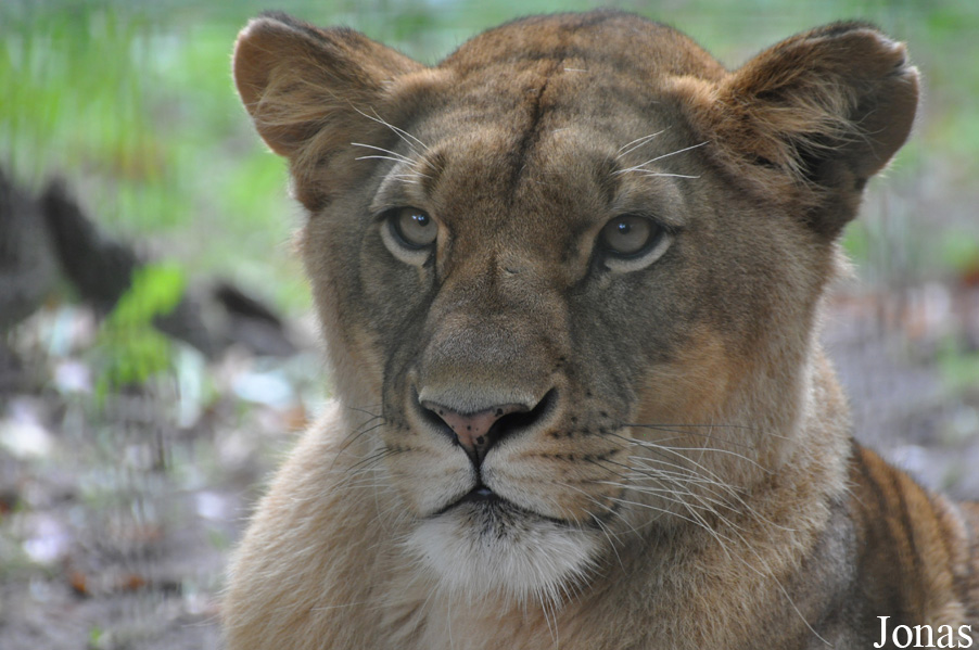 Panthera leo
