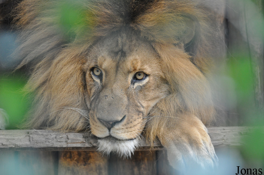 Panthera leo