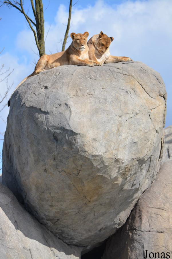Panthera leo