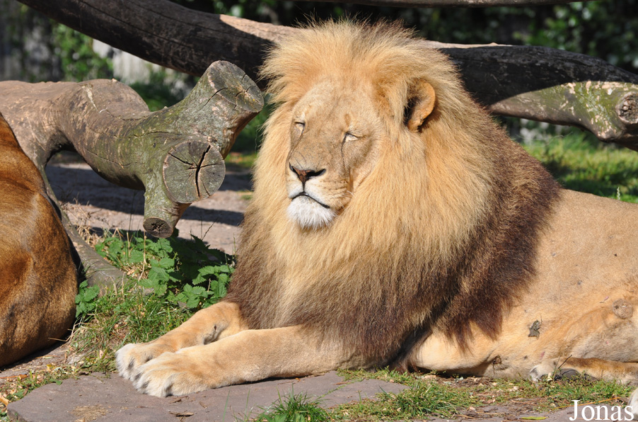 Panthera leo