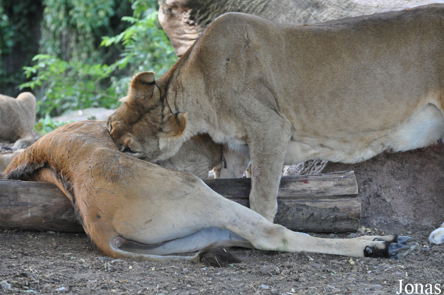 Panthera leo