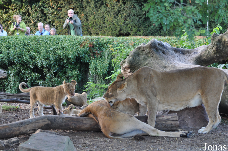 Panthera leo