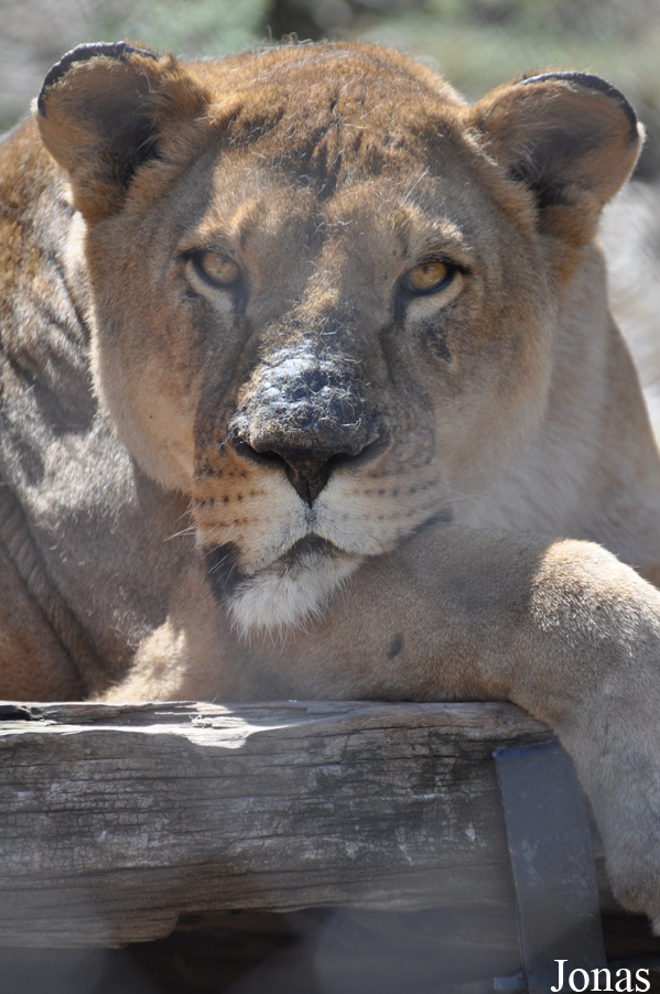 Panthera leo