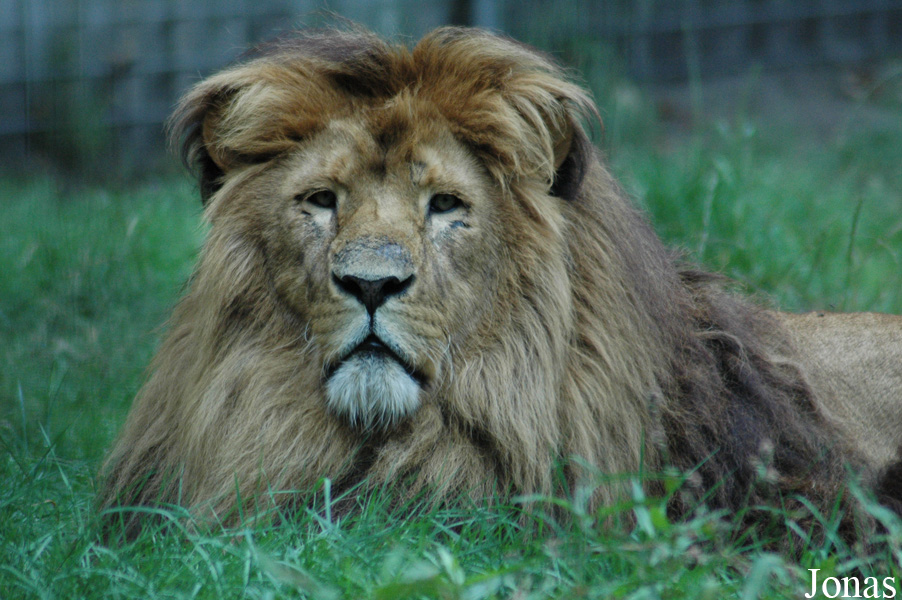Panthera leo