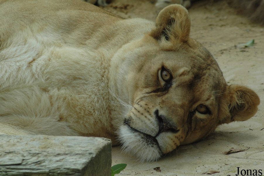 Panthera leo