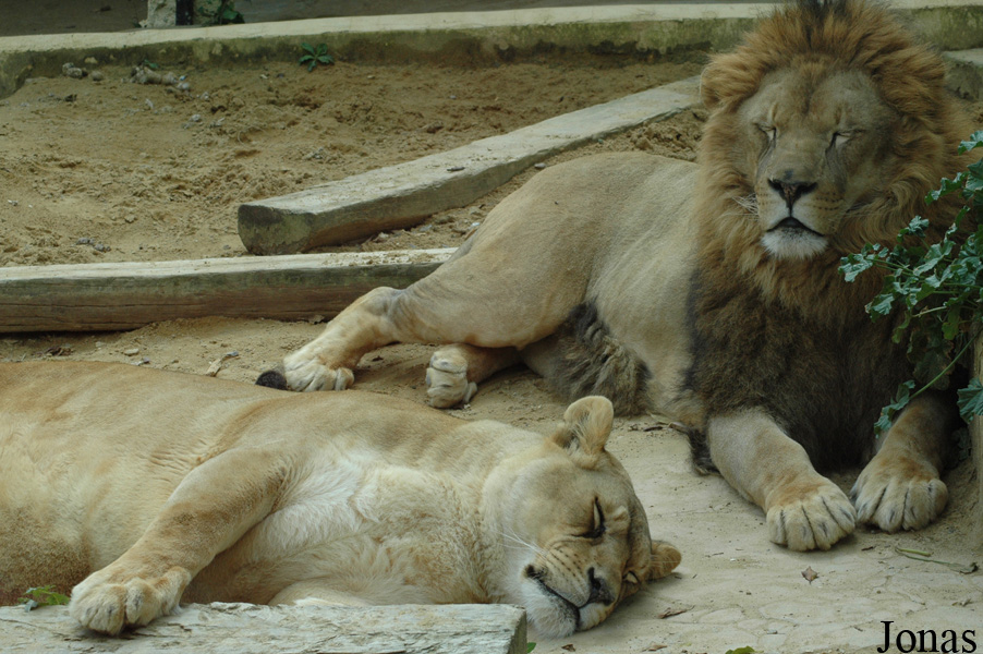 Panthera leo