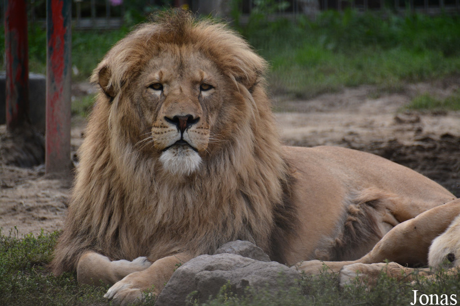 Panthera leo