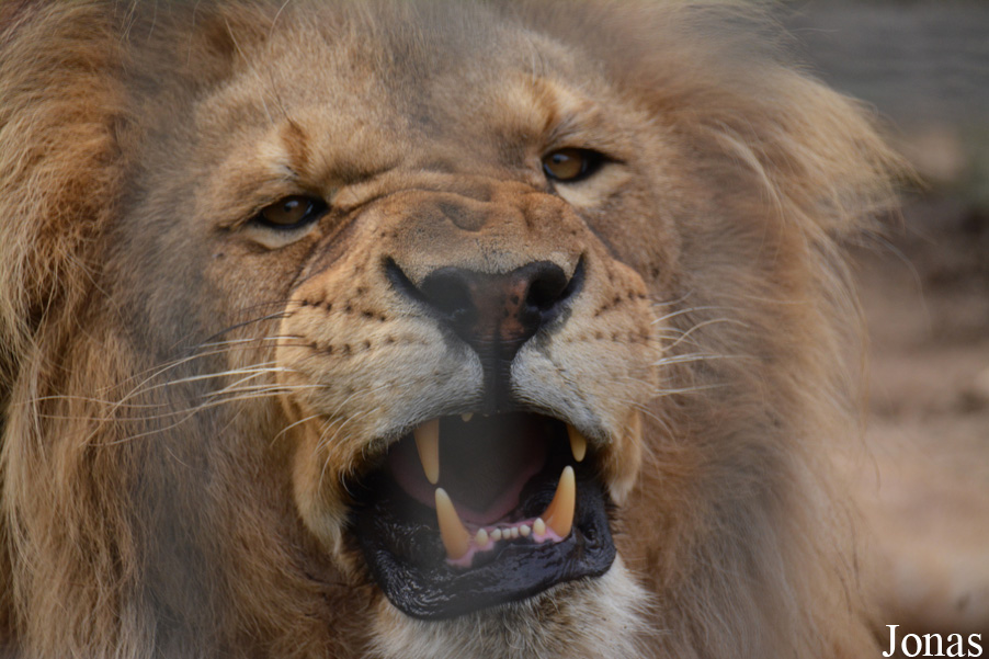 Panthera leo
