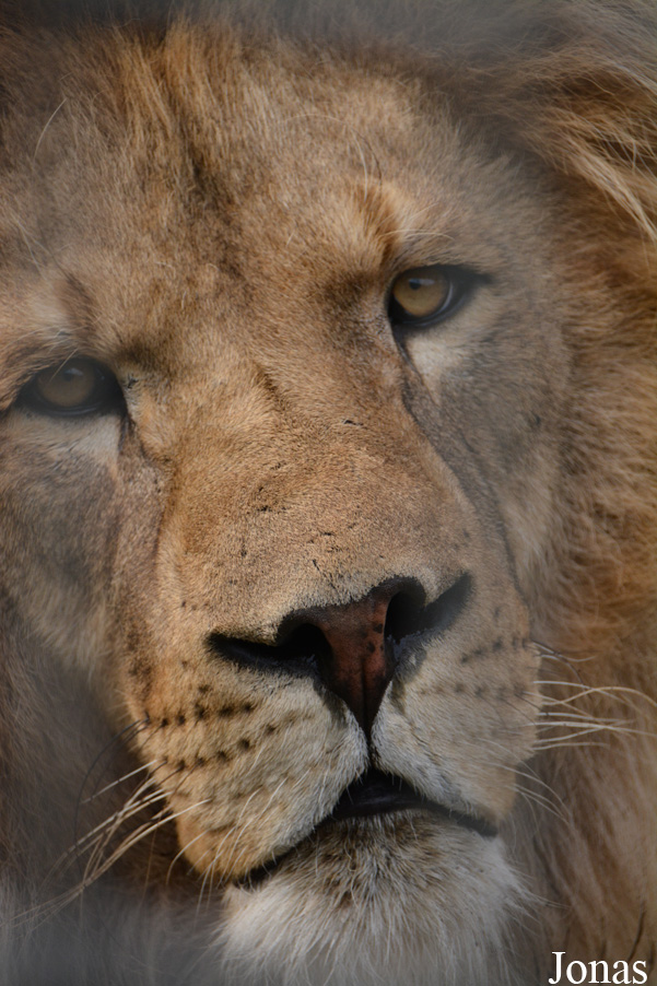 Panthera leo