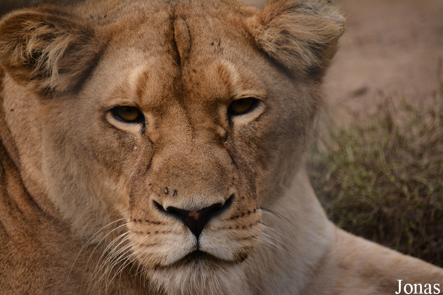 Panthera leo