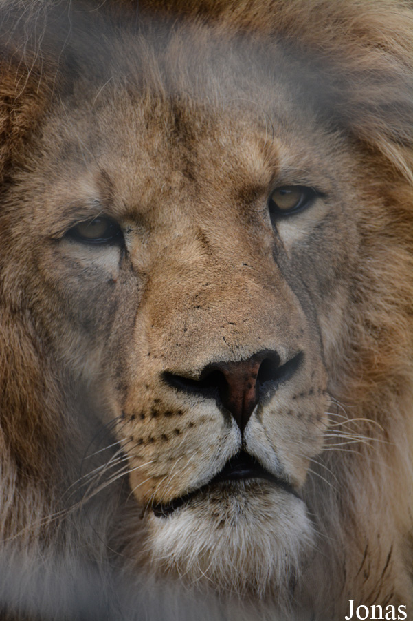 Panthera leo