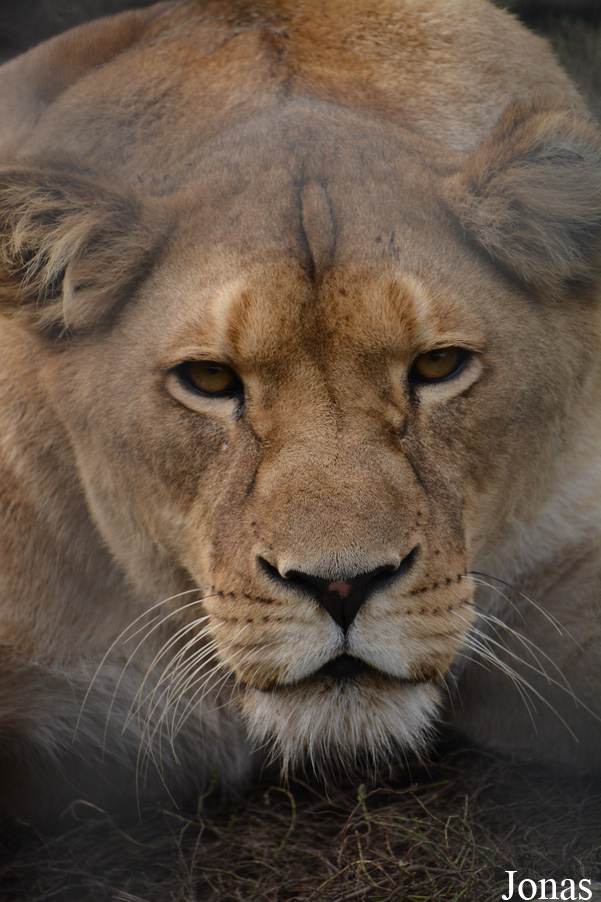 Panthera leo