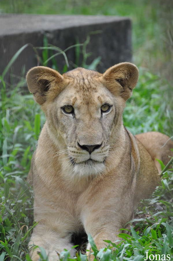 Panthera leo