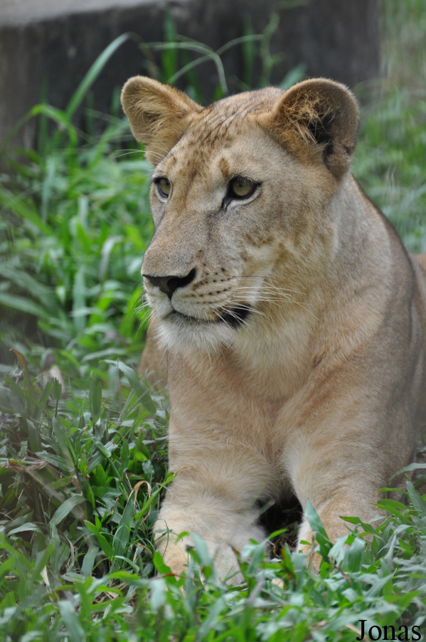Panthera leo