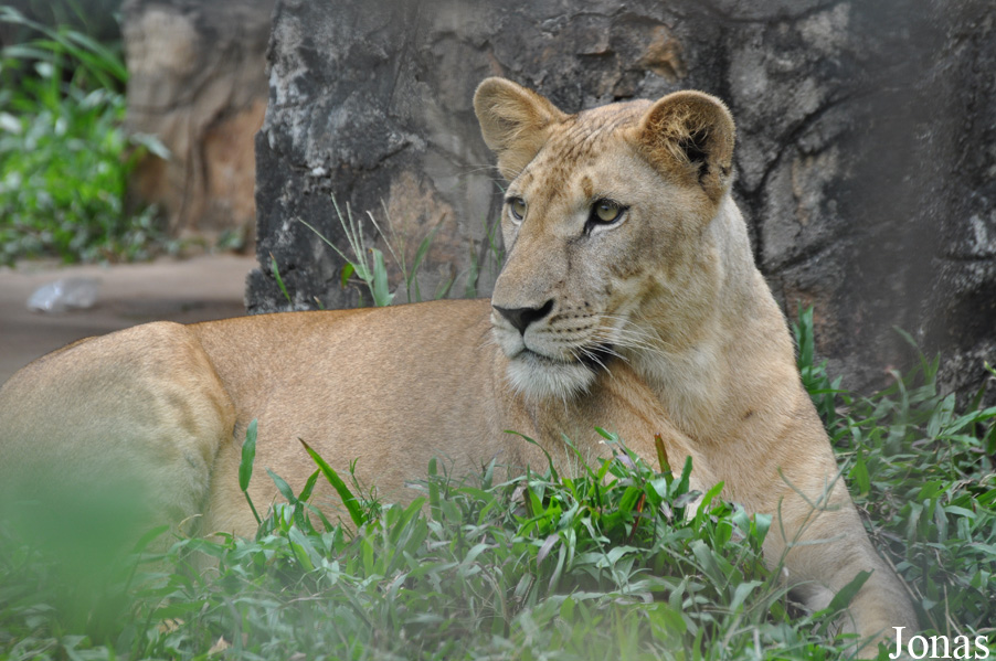 Panthera leo