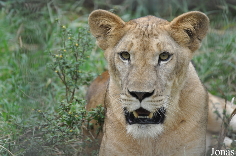 Panthera leo