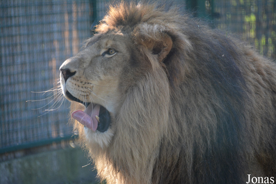 Panthera leo