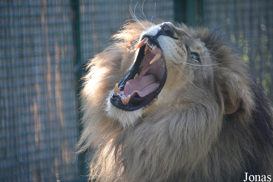 Panthera leo