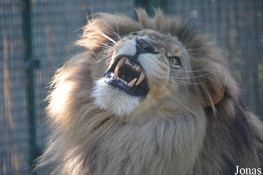 Panthera leo