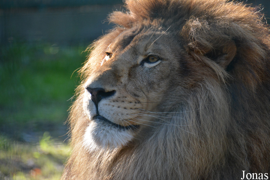 Panthera leo