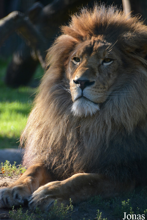 Panthera leo