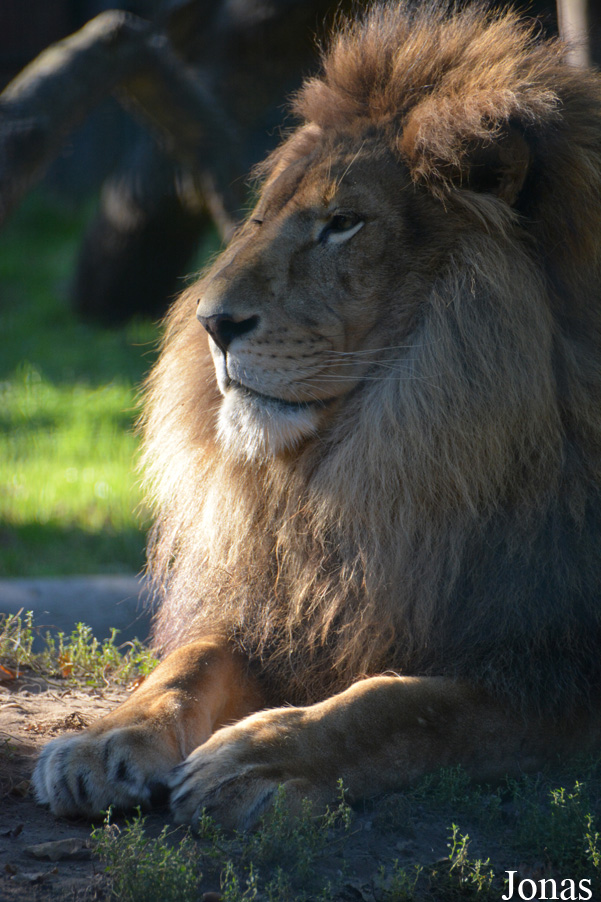 Panthera leo