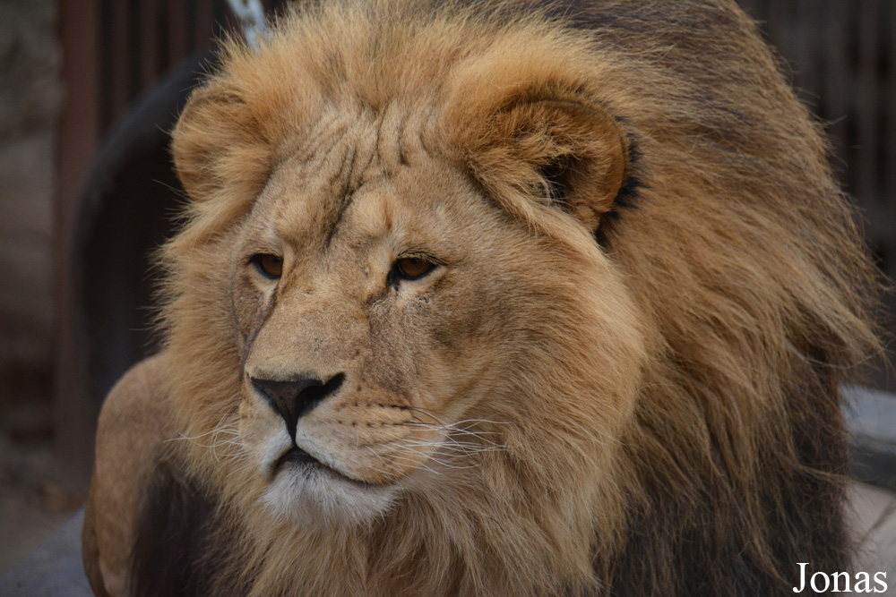 Panthera leo