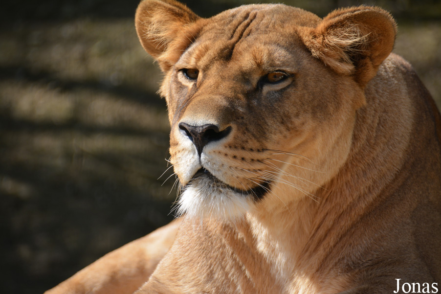 Panthera leo