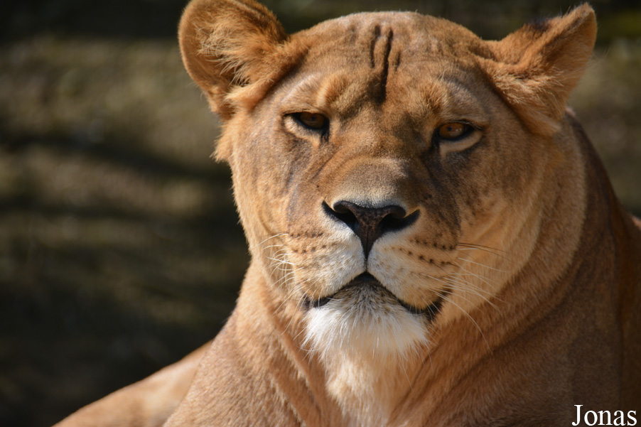 Panthera leo