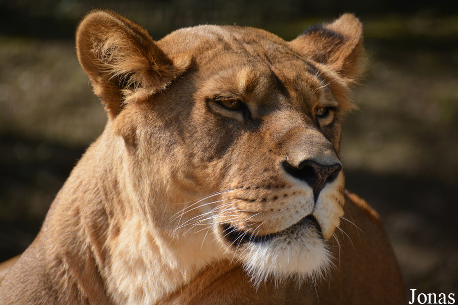Panthera leo