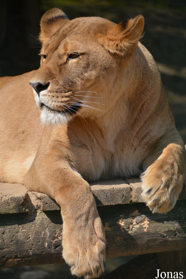 Panthera leo