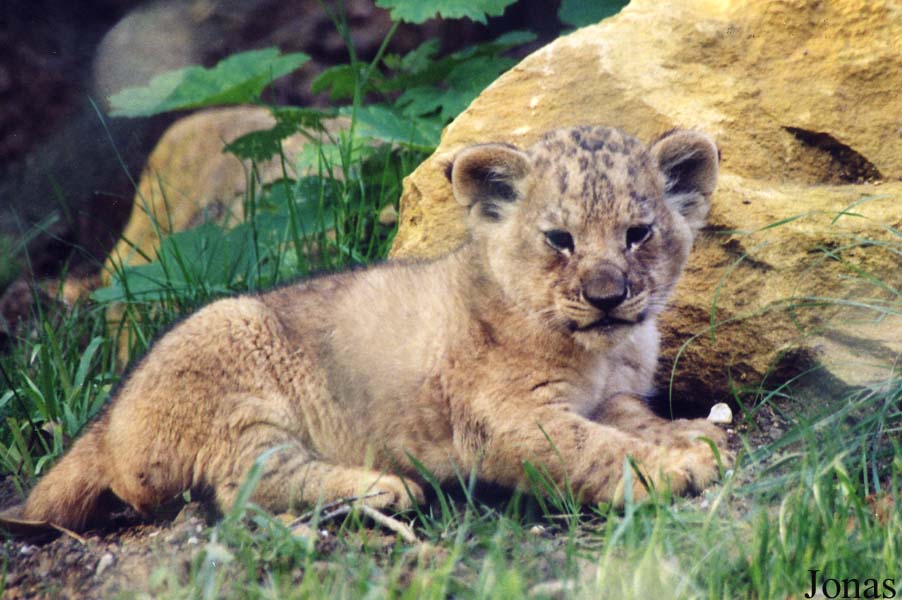 Panthera leo